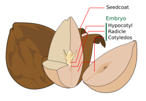 Archivo:Avocado seed diagram