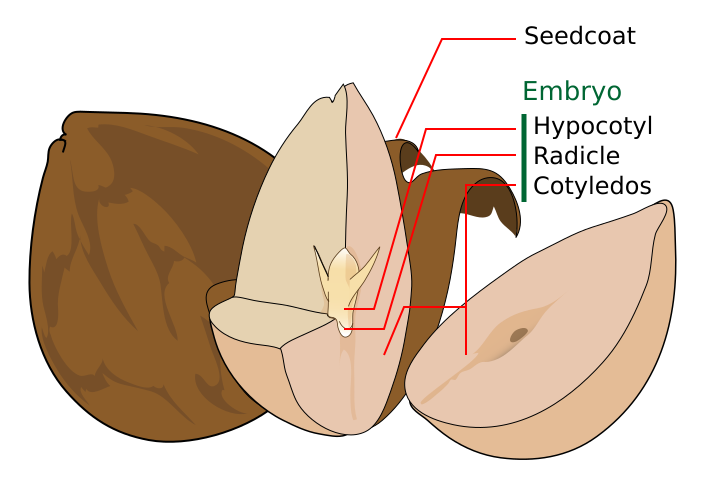 Avocado seed diagram