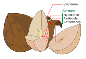Archivo:Avocado seed diagram