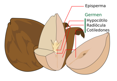 Archivo:Avocado seed diagram