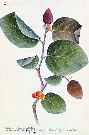 Archivo:Banyan botanical c1800-1830