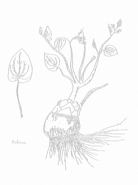 Borderea pyrenaica