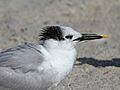 Cabot's Tern RWD4