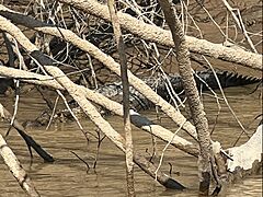 Caiman negro P Maldonado