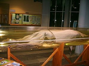 Archivo:Calamar gigante