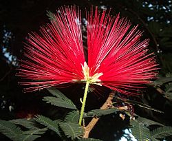 Calliandra tweedi.jpg