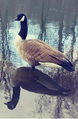 Canada goose in Central Park 1