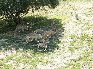 Archivo:Canis lupus Parc des Loups 002