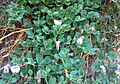 Capparis spinosa habito