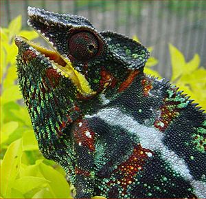 Archivo:Chamaeleon2b