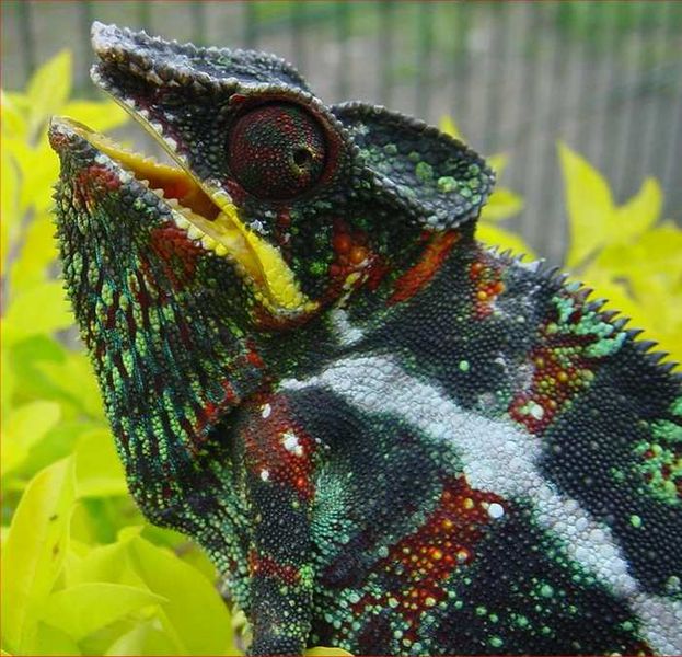Chamaeleon2b