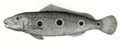 Cichla orinocensis