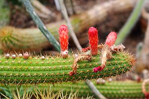 Archivo:Cleistocactus samaipatanus 2019-06-09 01