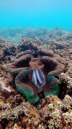 Archivo:Closeup inside of Giant Clame Samoa