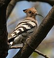 Common Hoopoe (Upupa epops) on a tree in Kolkata W IMG 4505