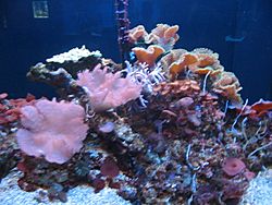 Archivo:Coral on display at Mote Marine Laboratory 2