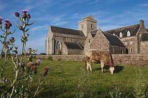 Archivo:Cow in front of the Abbey, Iona, with thistle (15064322478)