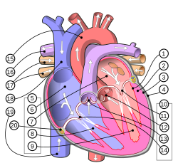 Archivo:Diagram of the human heart (multilingual 2)