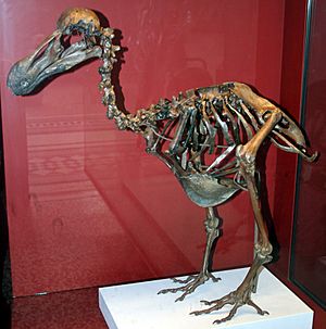 Archivo:Dodo-Skeleton Natural History Museum London England