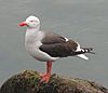 Dolphin Gull - Leucophaeus scoresbii on rock.jpg