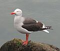 Dolphin Gull - Leucophaeus scoresbii on rock