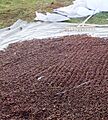 Drying of pine nuts
