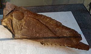 Archivo:DsungaripterusWeii-PaleozoologicalMuseumOfChina-May23-08