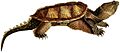 Erpétologie générale, ou, Histoire naturelle complète des reptiles (Chelydra serpentina)