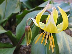 Erythronium pagoda.jpg