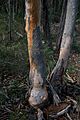 EucpunctGRNP1