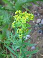 Euphorbia esula habitus