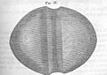 FMIB 49783 Slung-stone, used as a weapon of war