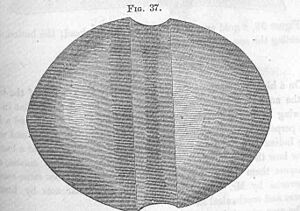 Archivo:FMIB 49783 Slung-stone, used as a weapon of war