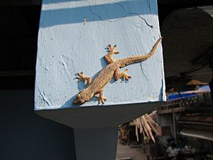 Archivo:Gecko-IMG 3442