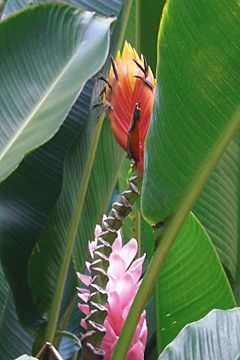 Heliconia episcopalis (Turnstange).jpg