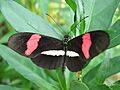Heliconius.erato