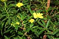 Hibbertia cuneifolia fg01