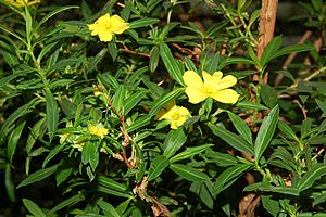 Archivo:Hibbertia cuneifolia fg01
