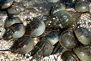 Archivo:Horseshoe Crabs mating