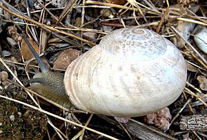Archivo:Iberus gualterianus alonensis2