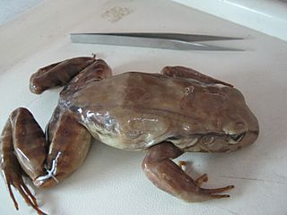 Leptodactylus rhodomerus.jpg