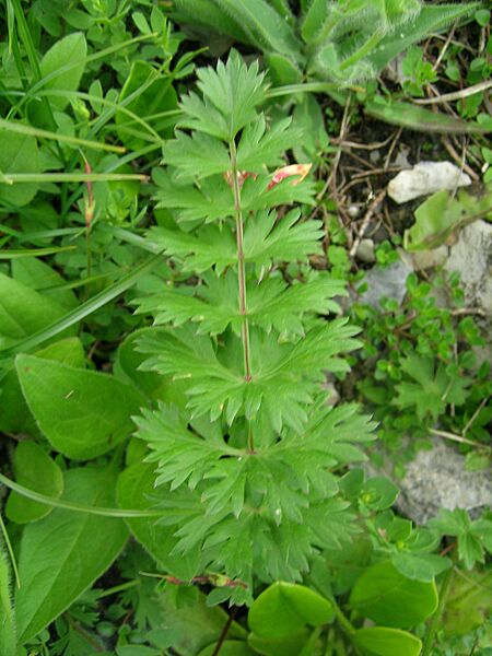 Libanotis pyrenaica