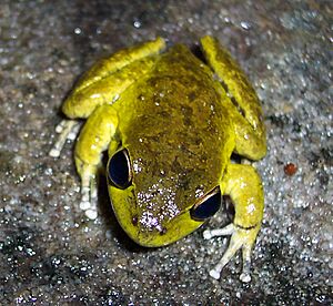 Archivo:Litoria lesueuri male