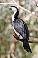 Little Pied Cormorant - melbourne zoo