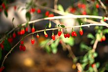 10 Semillas De Goji Lycium Barbarum Wolfberry Cultivo Jardin | Meses