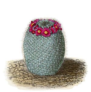 Archivo:Mammillaria haageana elegans T139