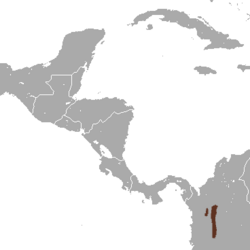 Distribución de la musaraña de Medellín