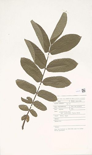Archivo:Naturalis Biodiversity Center - L.3711472 - Juglans ailantifolia Carrière var. cordiformis (Makino) Rehder - herbarium sheet