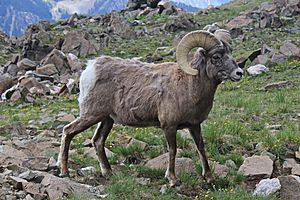 Archivo:New Mexico Bighorn Sheep