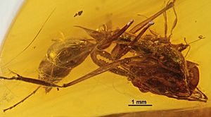 Archivo:Odontomachus spinifer SMNSDO2215 profile